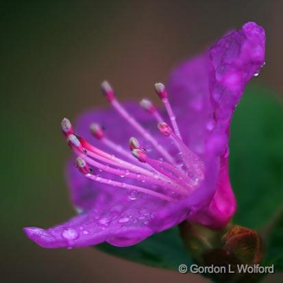 Wet Purple Flower_47660.jpg - Photographed at Delaware, Ohio, USA.